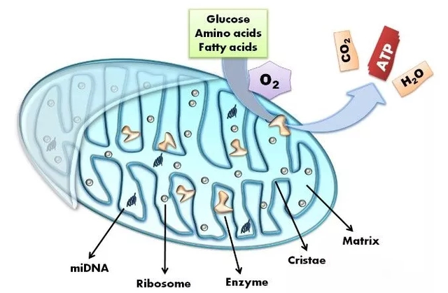 科普：什么是NAD+？